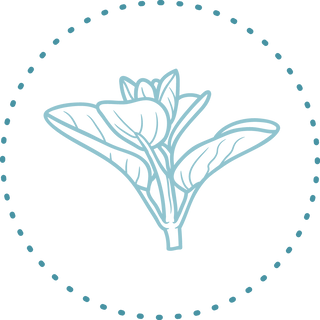 Our super herm Marjoram