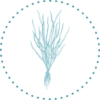 Our Super herb Vetiver